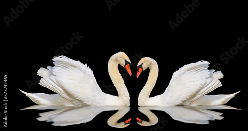 Obraz na płótnie swans with reflection isolated on black background