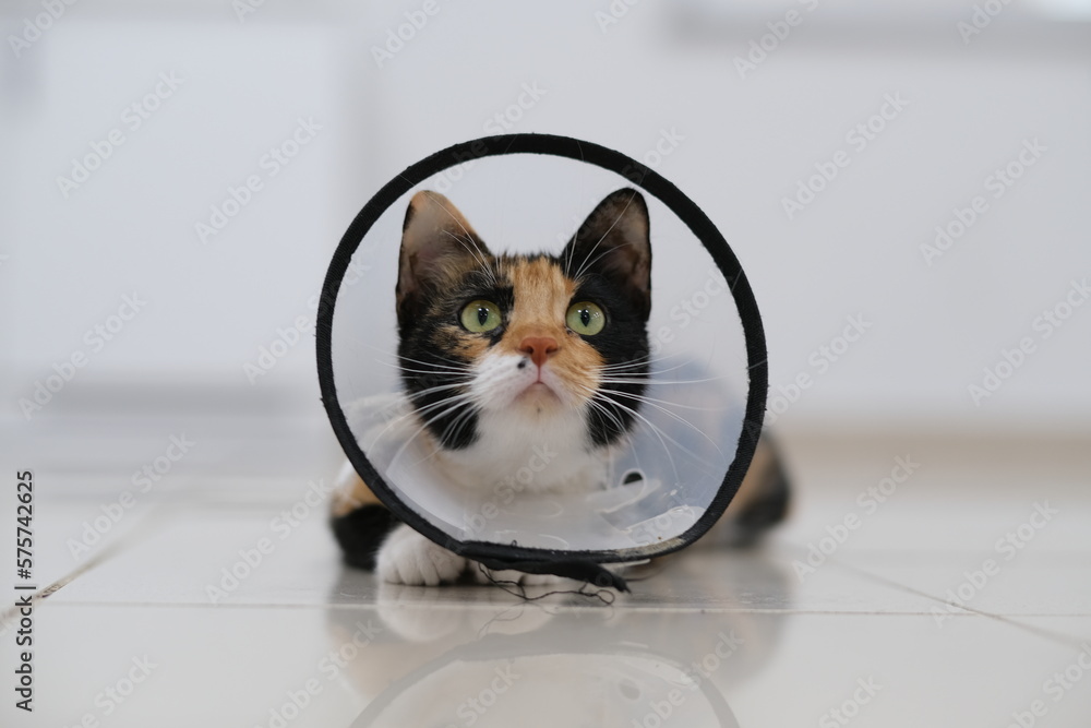 Naklejka premium Cute cat looking up waiting for food