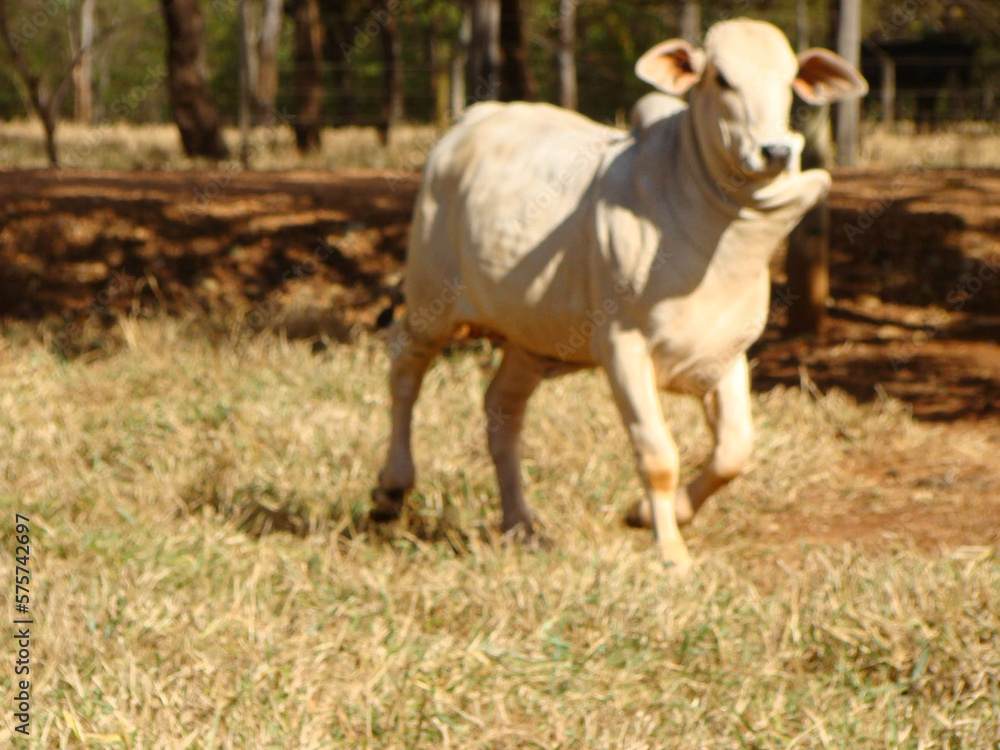bezerros raça nelore e brahman bezerros raça nelore e brahman