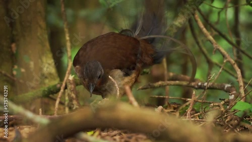 Prince Alberts Lyrebird - Menura alberti timid pheasant-sized songbird endemic to subtropical rainforests of Australia, ground bird  with long tail grubs in the forest. photo