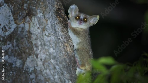 Grey Mouse Lemur - Microcebus murinus also Gray or Lesser mouse lemur, night lemur on the tree, dark black Kirindy Forest, endemic animal in Madagascar, small mammal with big eyes on the tree trunk. photo