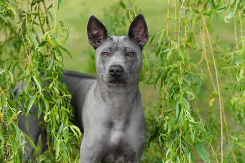 portrait of a beautiful blue thai ridgeback dog against a green tree in summer