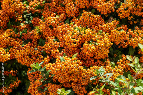 Selective focus on orange fruit of the Hawthorn, close-up. Crataegus, commonly called hawthorn, quickthorn, thornapple, May-tree, whitethorn, hawberry.