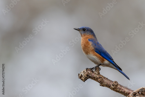 Male Bluebird Perched on Tree Branch © Gordon