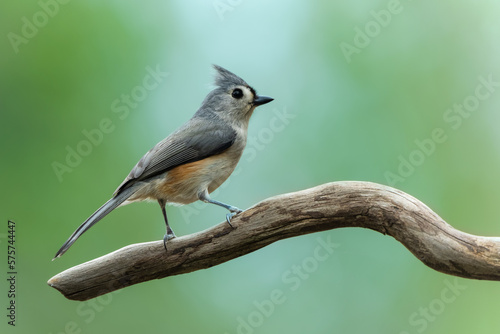 Tufted Titmouse Perched on a tree branch