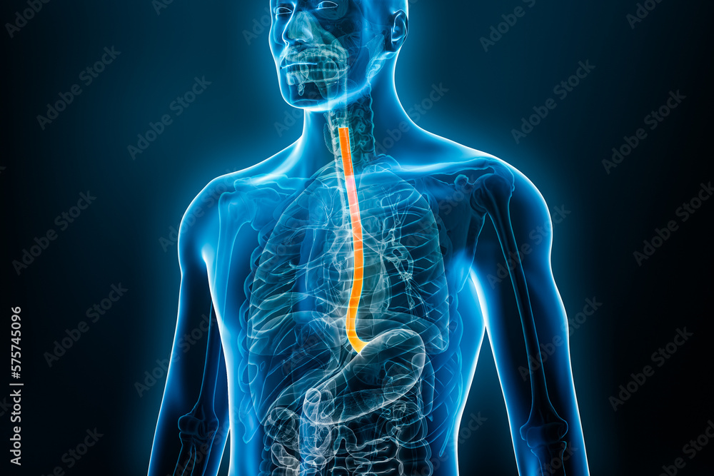 Xray front view of the esophagus or oesophagus 3D rendering Biology Diagrams
