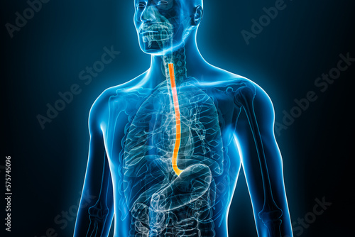 Xray front view of the esophagus or oesophagus 3D rendering illustration with male body. Human organ anatomy, esophagitis, digestive system, medical, biology, science, medicine, healthcare concepts. photo