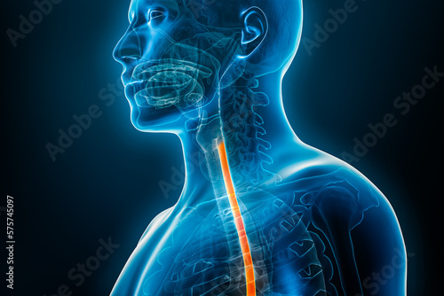 Esophagus or oesophagus 3D rendering illustration close-up with male body contours. Human anatomy, esophagitis, acid reflux, digestive system, medical, biology, science, medicine, healthcare concepts. photo