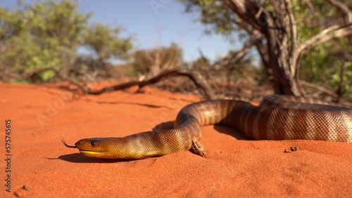 Woma python - Aspidites ramsayi also Ramsay's python, Sand python or Woma, snake on the sandy beach, endemic to Australia, brown and orange with darker striped or brindled markings. photo
