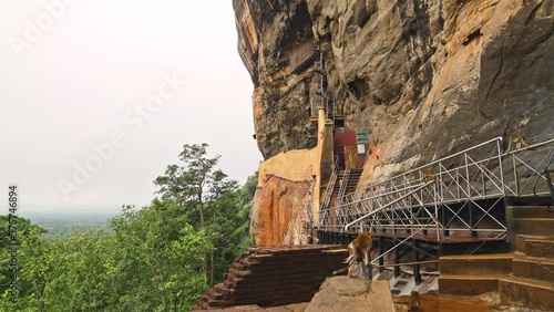 Monkeys climbing and hanging out on the Sigiriya Rock walkway viewpoint, Sri Lanka