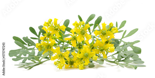 Herb of Grace flowers photo