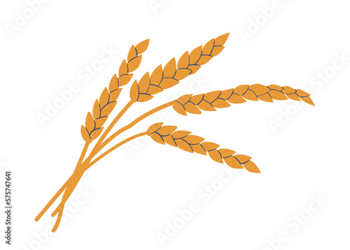 Golden Cereal Stalks with Grains. Ripe Stem of Wheat Ears or Rye Ready To Be Harvested Isolated on White Background