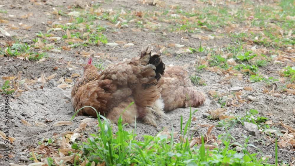 Two hans having a bath in the sand Two hans having a bath in the sand