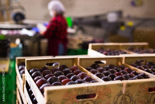 Ripe organic violet plums in the the wooden crates at agriculture warehouse