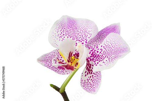 white phalaenopsis orchid flowers on a stem  isolated on a white background
