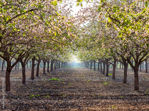 Beautiful almond garden, rows of blooming almond trees orchard in a kibbutz in Northern Israel, Galilee in february, Tu Bishvat Jewish holiday photo
