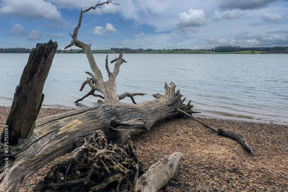 Tree lying across shingle riverbank