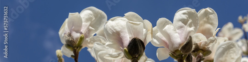 4x1 banner for social networks and a website. Branches of a large blooming magnolia with large white flowers on a blue sky background © Anna