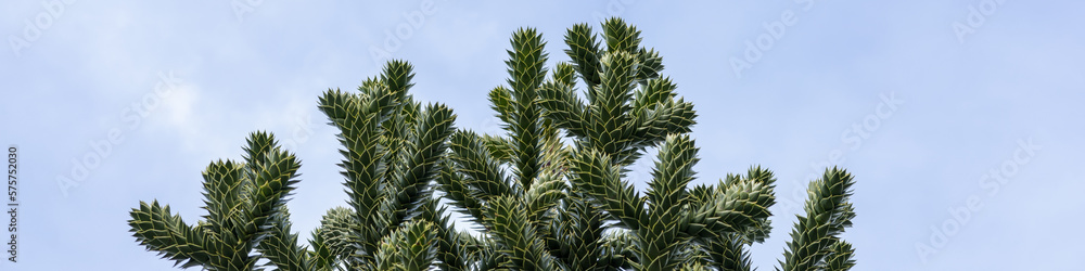 4x1 banner for websites and social networks with araucaria branches on a blue sky background 4x1 banner for websites and social networks with araucaria branches on a blue sky background