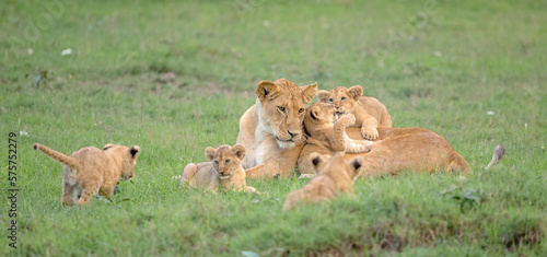 Lion Family Playtime