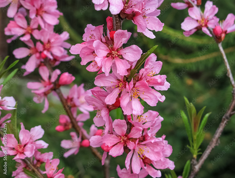 Blooming Pink Branch of decorative Almonds close up, selective focus. Prunus tenella dwarf Almond pink petals flowers in bloom on branches, beautiful ornamental plant shrub in bloom Blooming Pink Branch of decorative Almonds close up, selective focus. Prunus tenella dwarf Almond pink petals flowers in bloom on branches, beautiful ornamental plant shrub in bloom