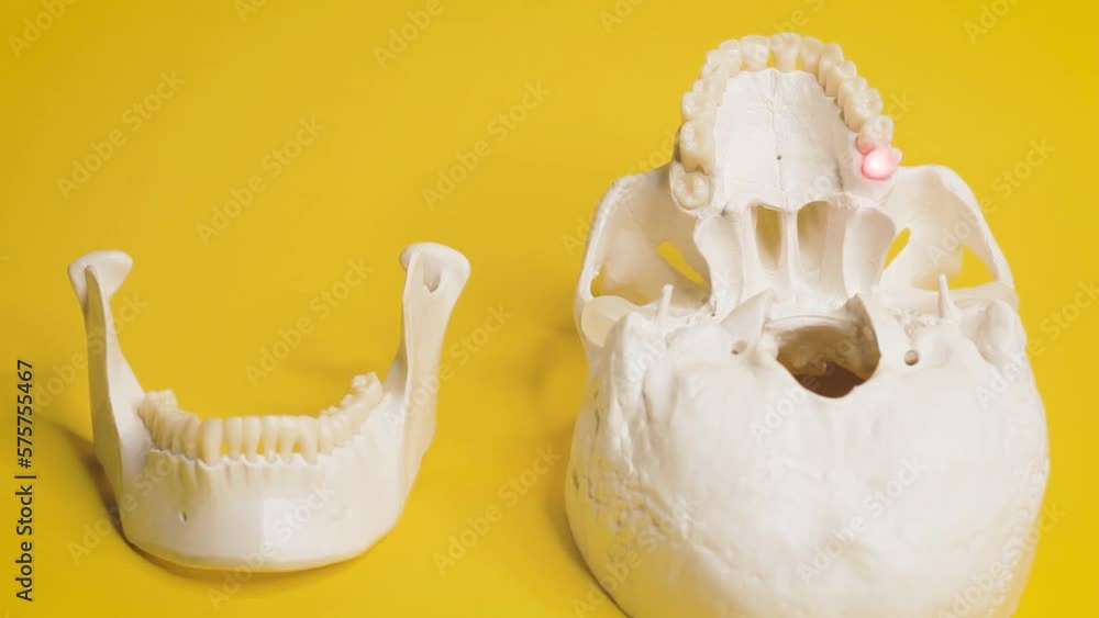 human-skull-the-structure-of-the-bone-of-the-head-is-a-medical-layout