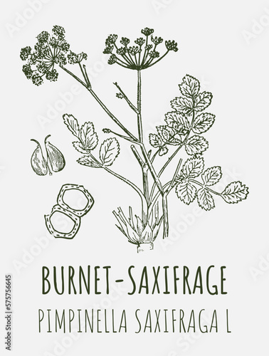 Vector drawings of BURNET SAXIFRAGE. Hand drawn illustration. Latin name PIMPINELLA SAXIFRAGA L.
 photo