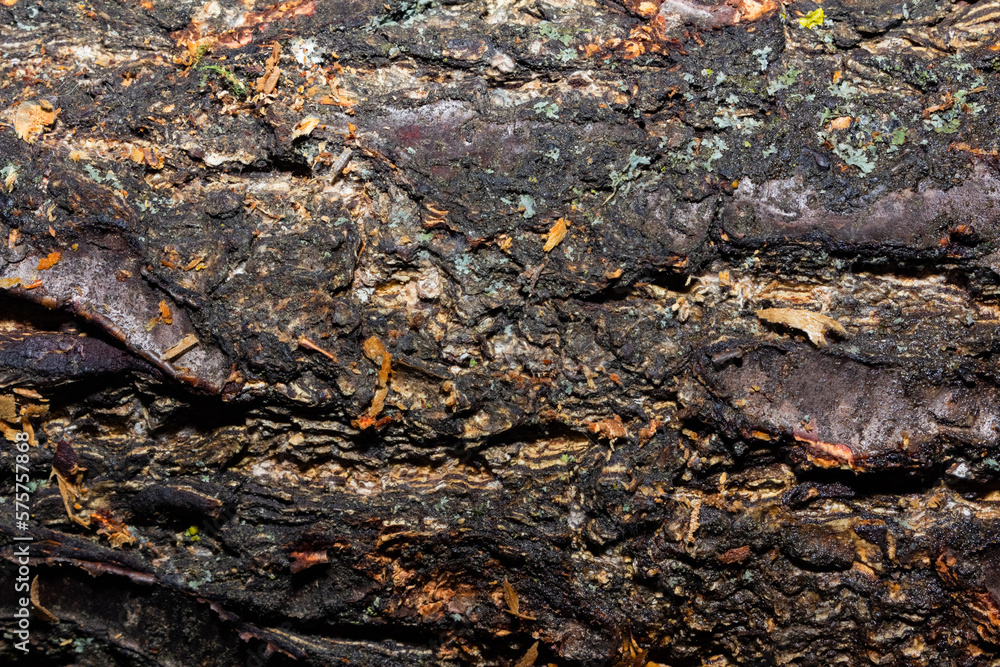 Shaded close up photo texture of wood log bark.