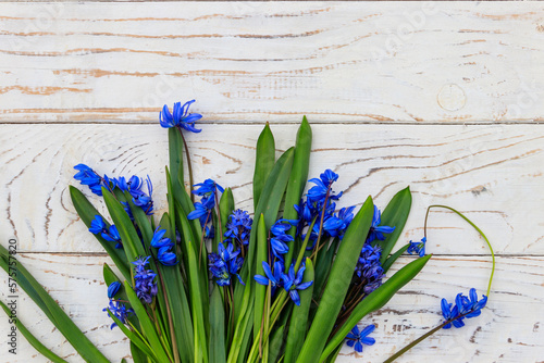 Blue scilla flowers on white wooden background