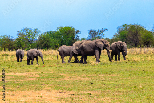 Photography Herd of african elephants in savanna in Serengeti National park in Tanzania