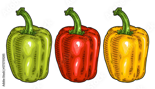 Whole red, green, yellow sweet bell peppers. Vintage engraving vector illustration.