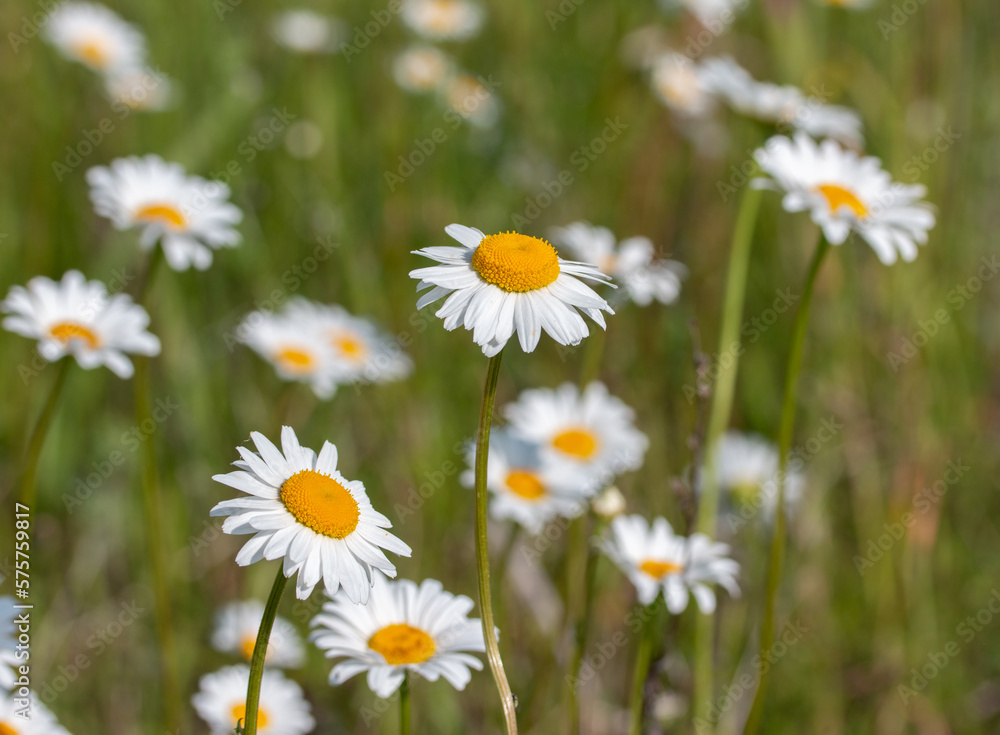 Green meadow with flowering daisies camomiles.