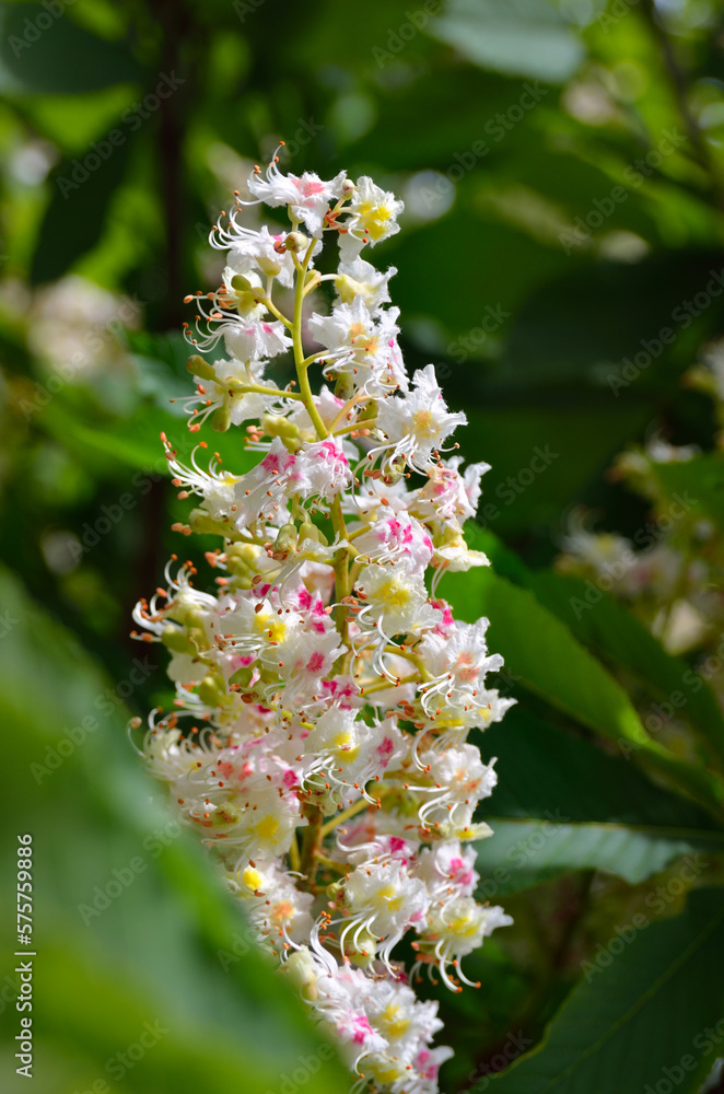 Lush white chestnut flowers among green leaves on branches Lush white chestnut flowers among green leaves on branches