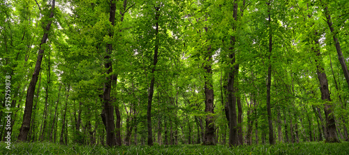 Panorama of young green forest. Slender trees, lush woodland vegetation