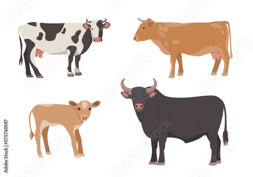 Set of male and female farm animals. Cow, bull and calf icons. Dairy cattle in different poses isolated on white background. Vector flat or cartoon illustration.