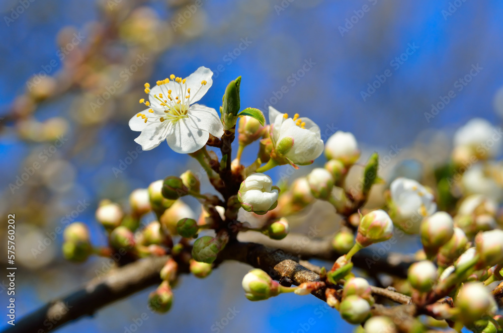 White flowers on the branches of trees in the spring White flowers on the branches of trees in the spring
