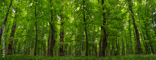 Panorama of young green forest. Slender trees, lush woodland vegetation © Oleksandrum