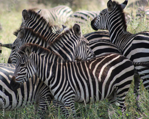 zebra eating grass