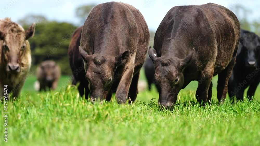 cows in field, grazing on grass and pasture in Australia, on a farming ranch. Cattle eating hay and silage. breeds include speckled park, Murray grey, angus, Brangus, hereford, wagyu, dairy cows. cows in field, grazing on grass and pasture in Australia, on a farming ranch. Cattle eating hay and silage. breeds include speckled park, Murray grey, angus, Brangus, hereford, wagyu, dairy cows.
