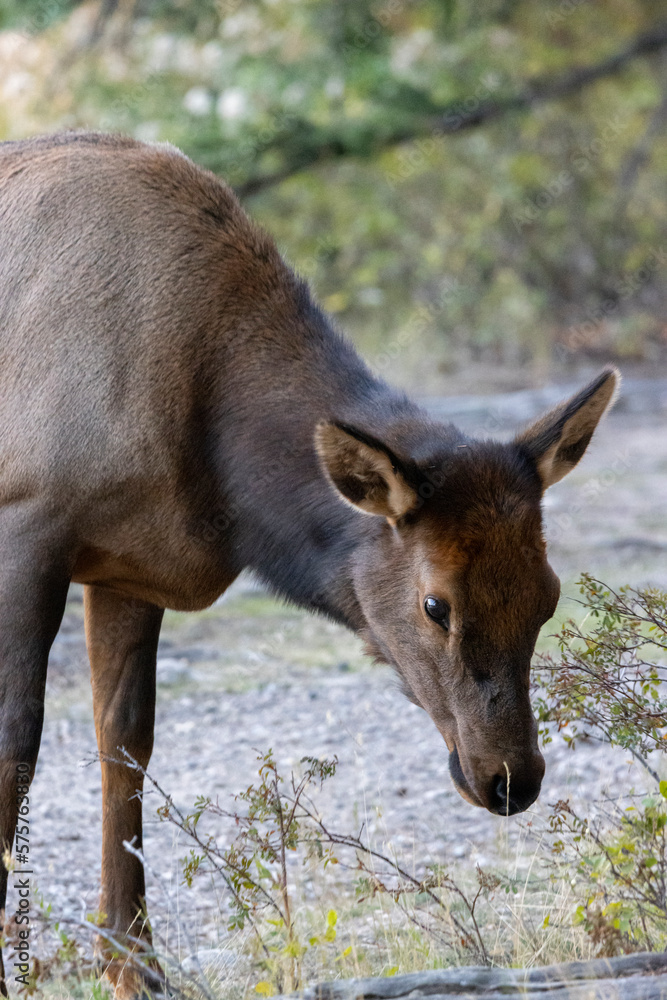 Fototapeta premium female elk looking at camera while grazing roadside
