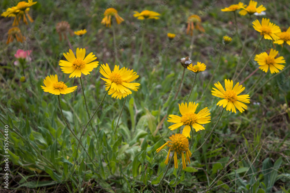 sunflowers in the grass sunflowers in the grass