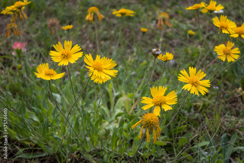 sunflowers in the grass