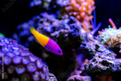 The royal dottyback - (Pictichromis paccagnellorum) photo