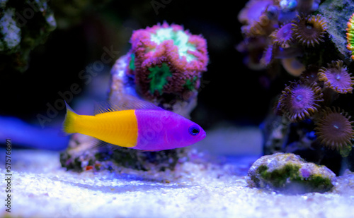 The royal dottyback - (Pictichromis paccagnellorum) photo