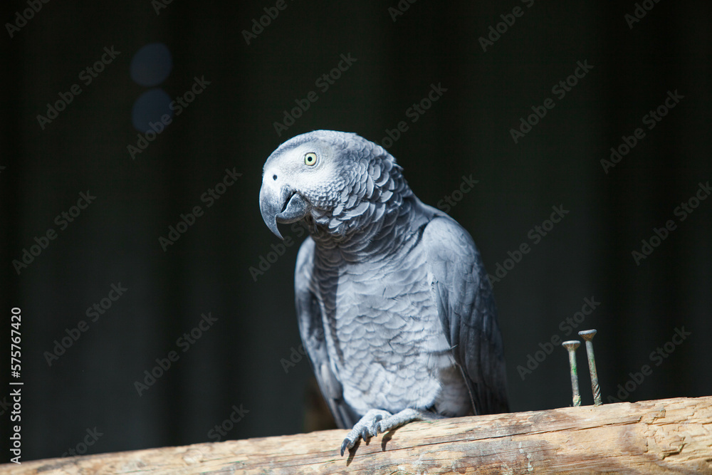 Fototapeta premium Jaco parrot in the park