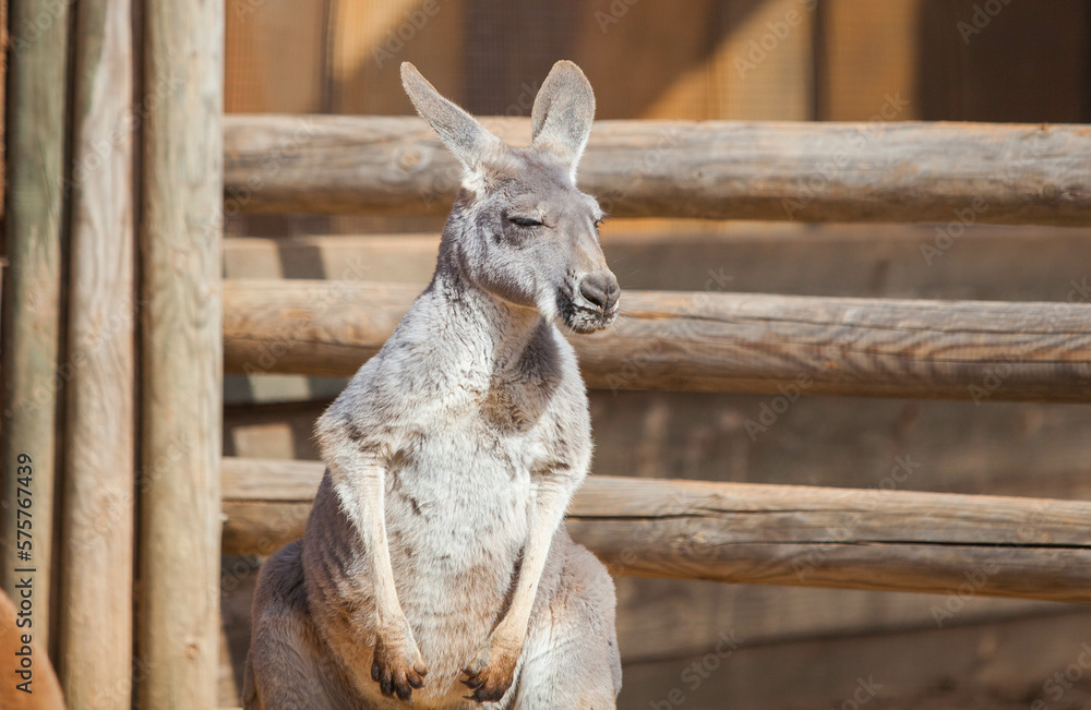 Fototapeta premium Kangaroo sleeping in the park