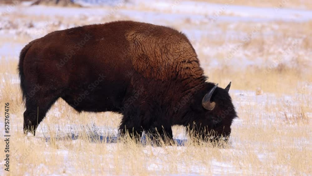 Lockdown Slow Motion Shot Of Horned American Bison Grazing In Snow - Commerce City, Colorado Lockdown Slow Motion Shot Of Horned American Bison Grazing In Snow - Commerce City, Colorado
