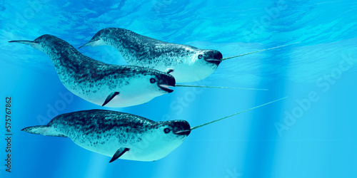 Billede på lærred Narwhal Males - Narwhal whales live in social groups called pods and live in the Arctic ocean and males have a tusk
