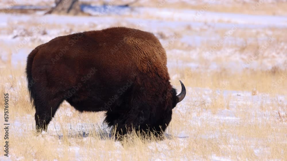 Slow Motion Lockdown Shot Of American Bison Grazing In Snow - Commerce City, Colorado Slow Motion Lockdown Shot Of American Bison Grazing In Snow - Commerce City, Colorado