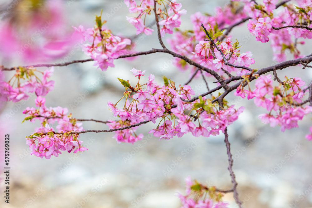 河津川沿いの河津桜並木 河津川沿いの河津桜並木